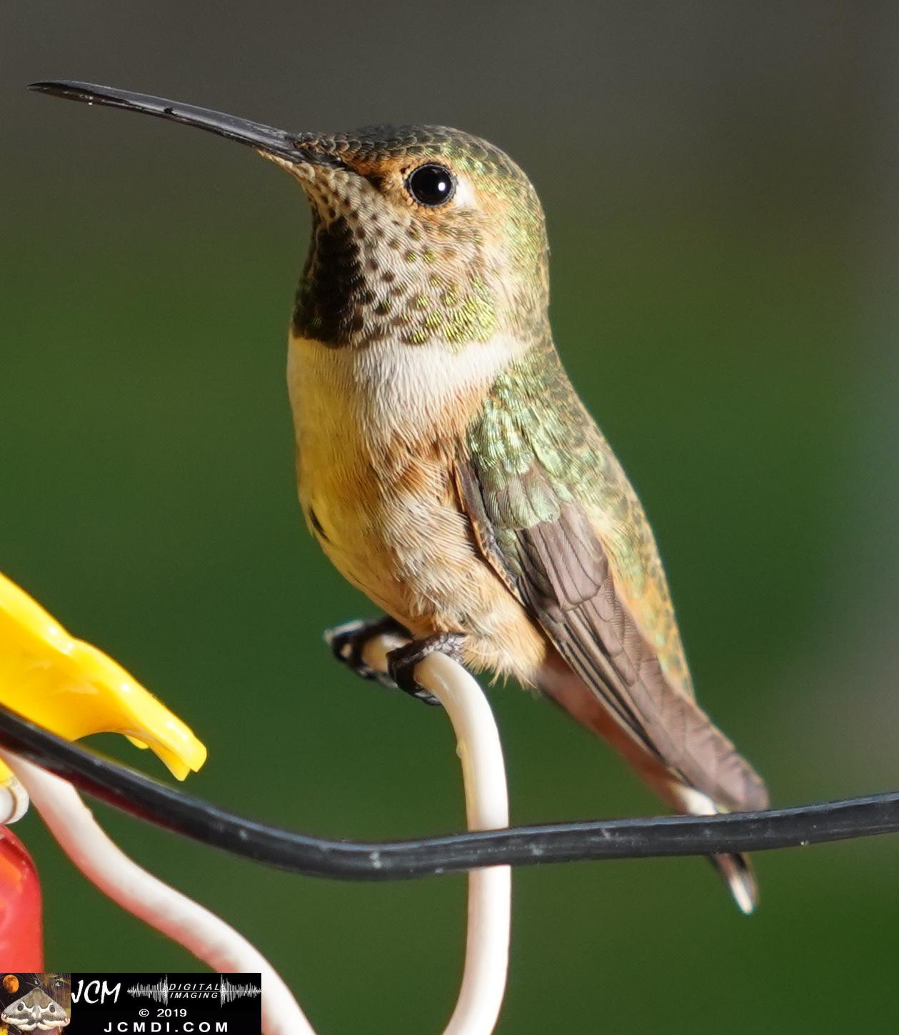 Allens Hummingbird female